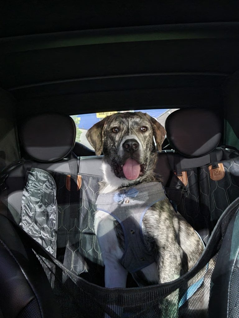 Catahoula dog in car